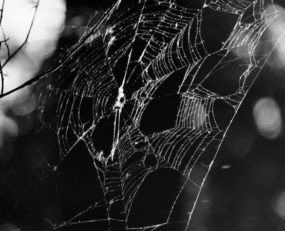 A spider web hanging from a tree branch